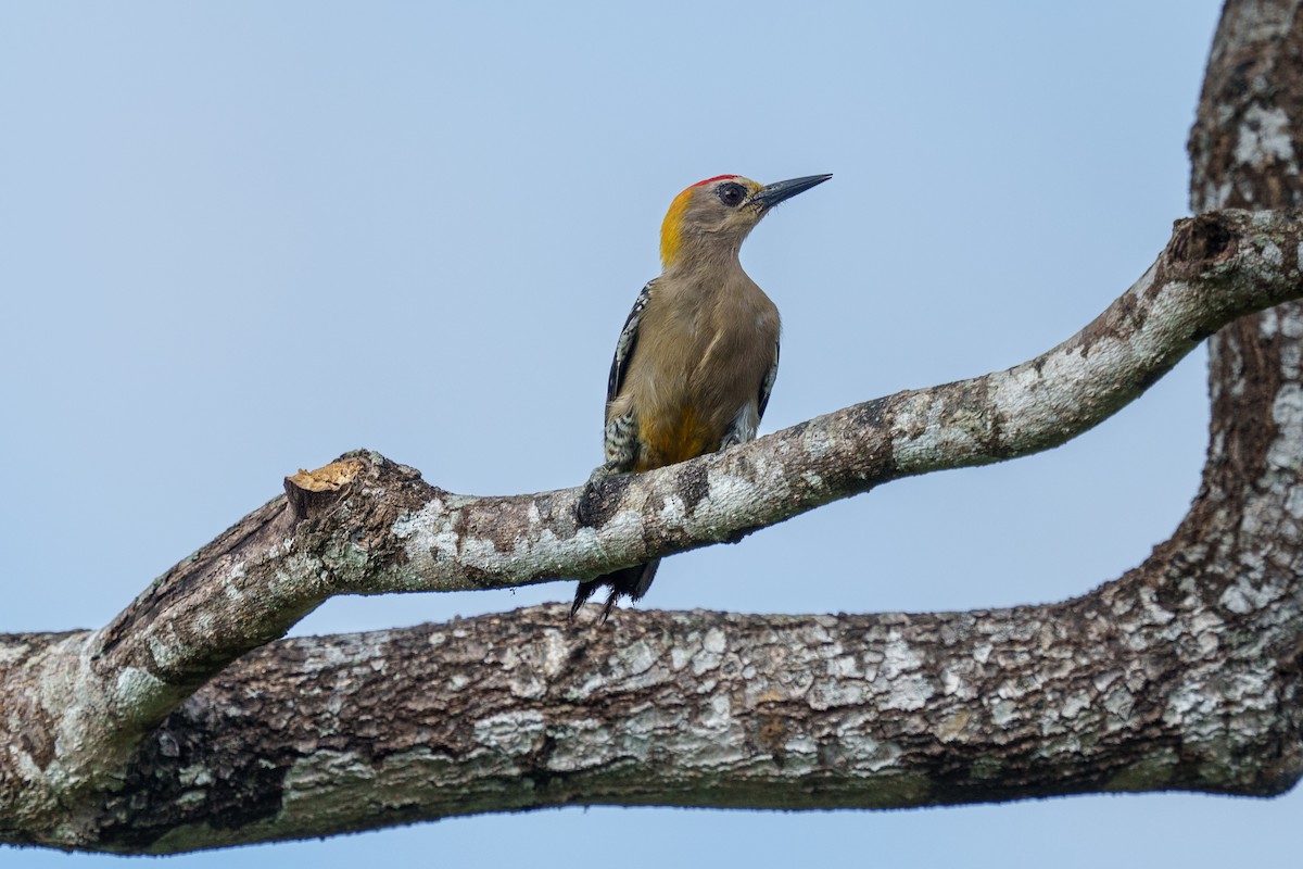 Hoffmann's Woodpecker - Jeff Hapeman