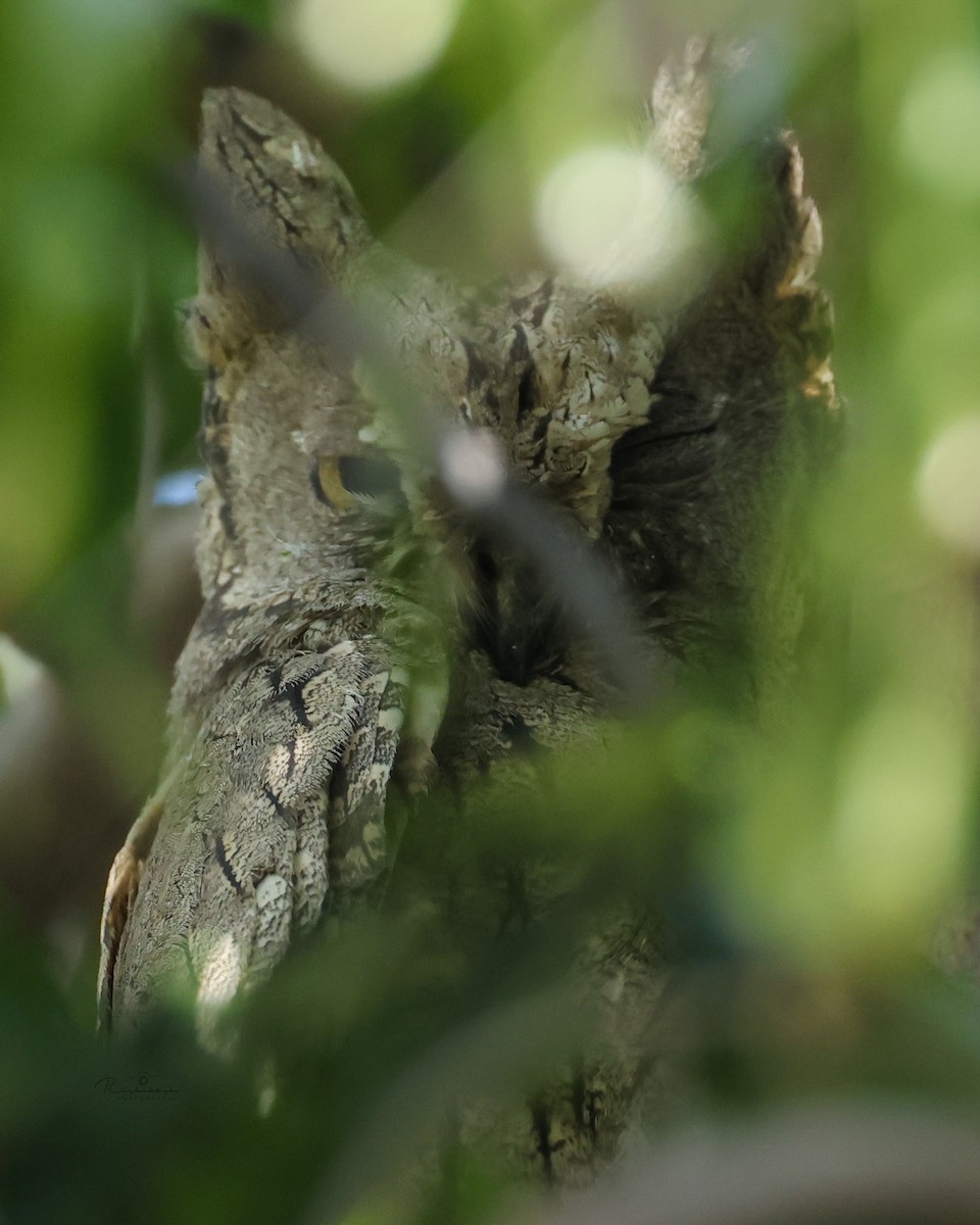 Pallid Scops-Owl - ML524832481