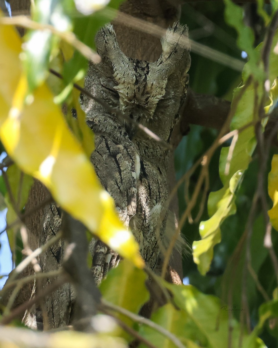 Pallid Scops-Owl - Rishikesh  Lande