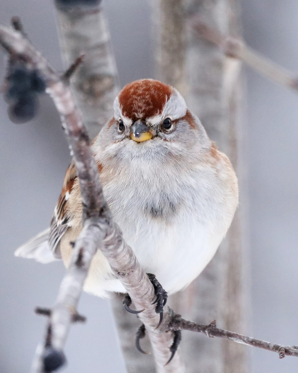 American Tree Sparrow - ML524832971