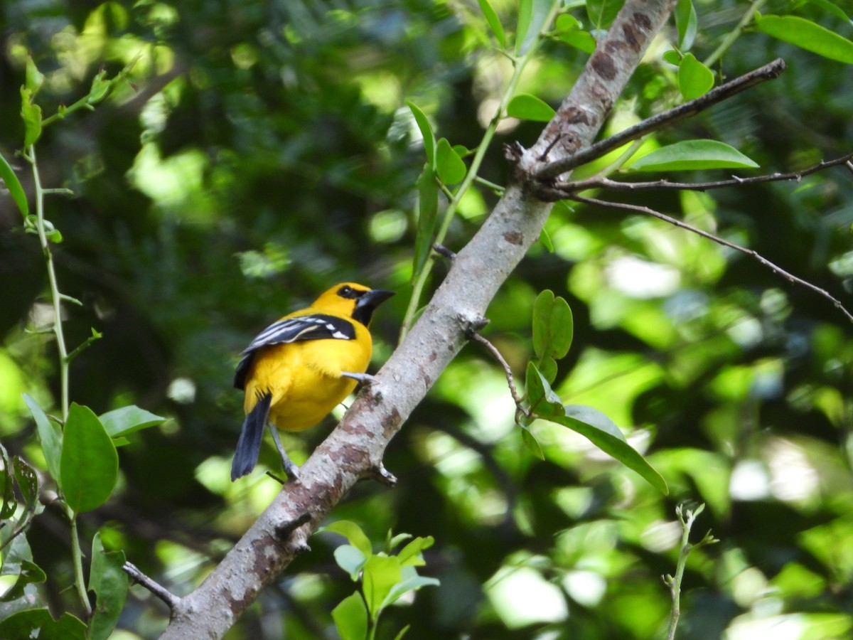 Yellow Oriole - Matt Kelly