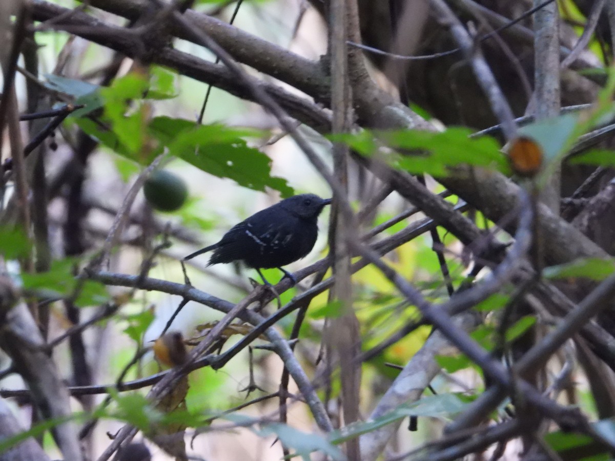 White-flanked Antwren - Matt Kelly