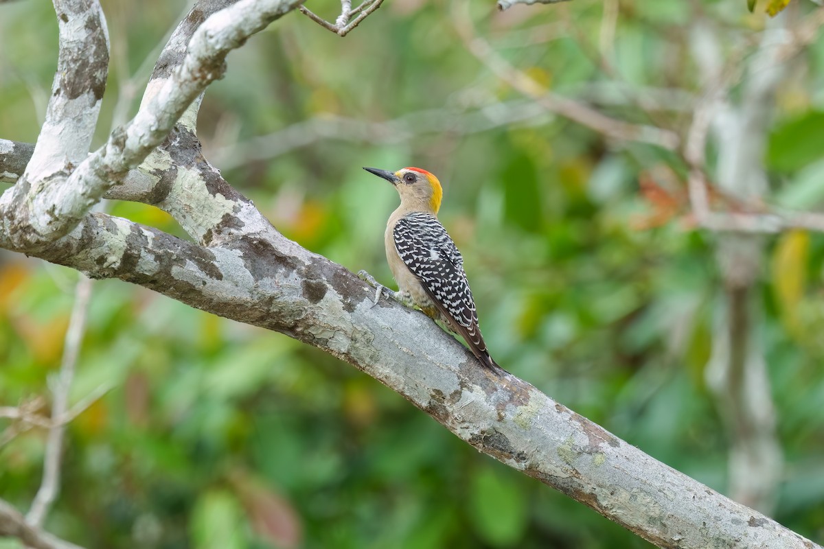 Hoffmann's Woodpecker - Jeff Hapeman