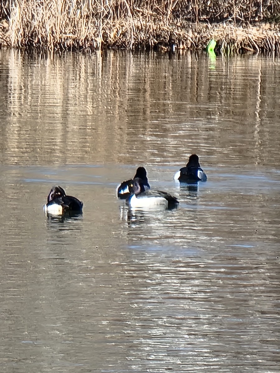 Ring-necked Duck - ML524835321