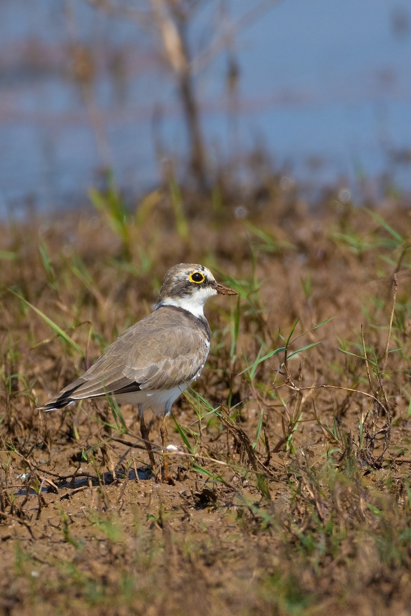 Little Ringed Plover - ML524835341