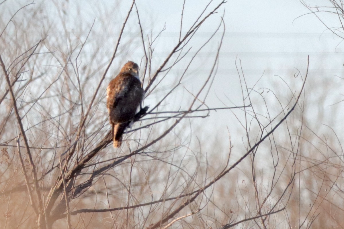 Red-tailed Hawk - ML524836151