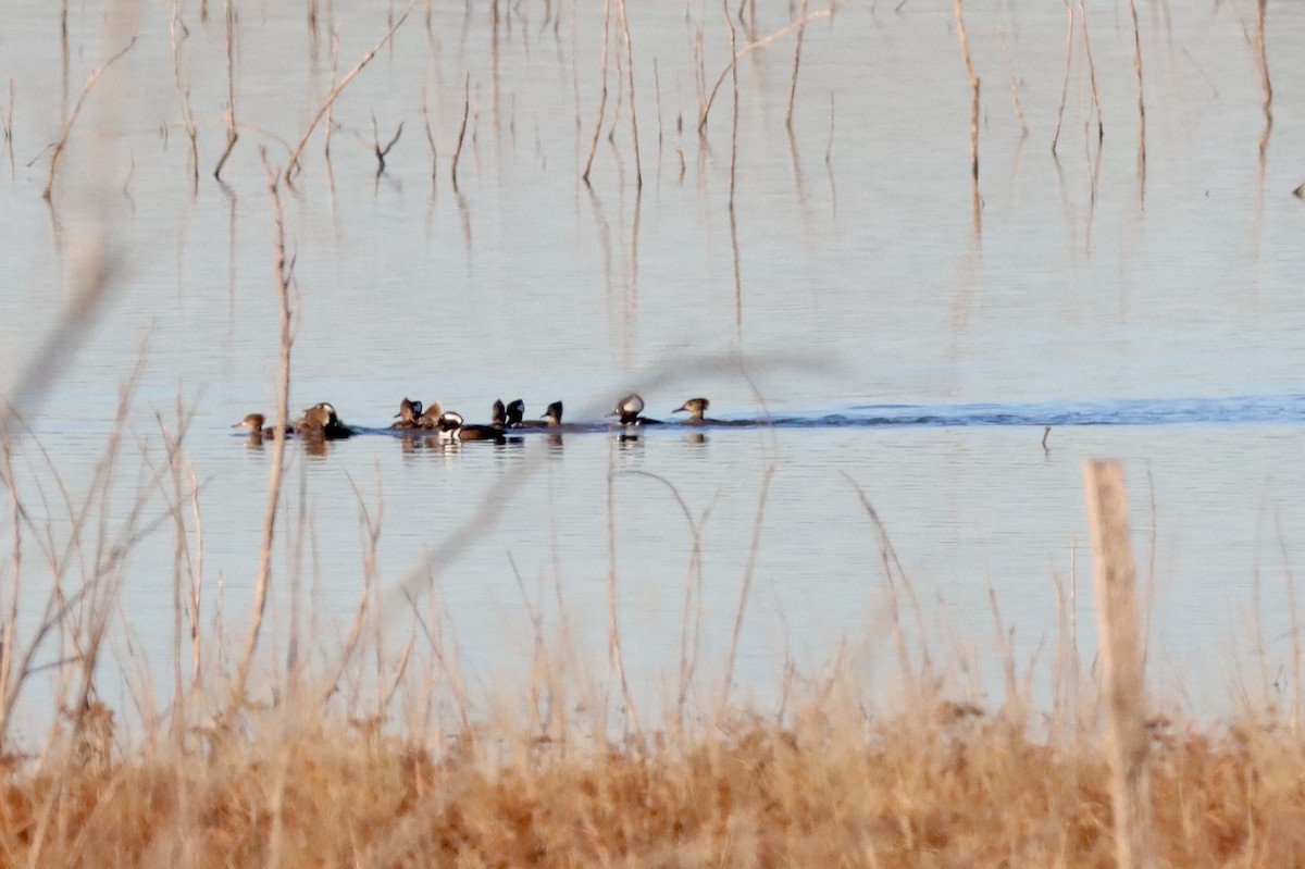 Hooded Merganser - ML524836701