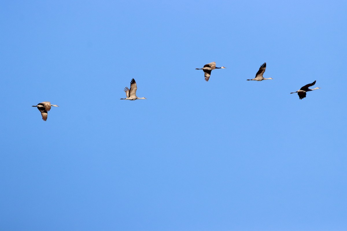 Sandhill Crane - ML524836741