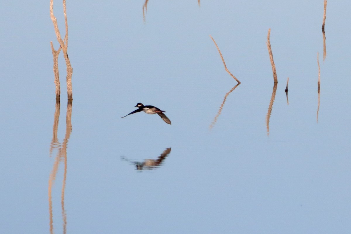 Bufflehead - ML524837391