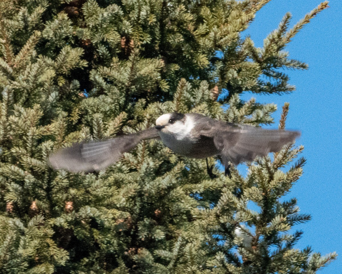 Canada Jay - ML524837401