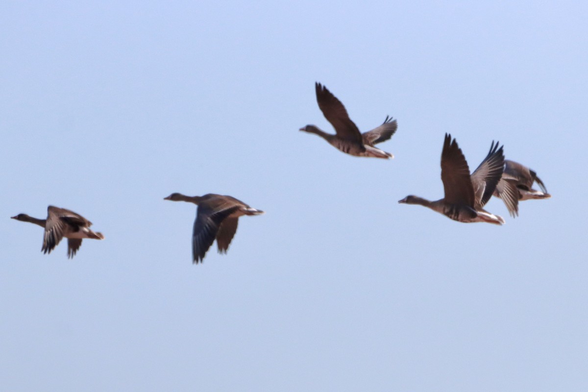 Greater White-fronted Goose - ML524838431