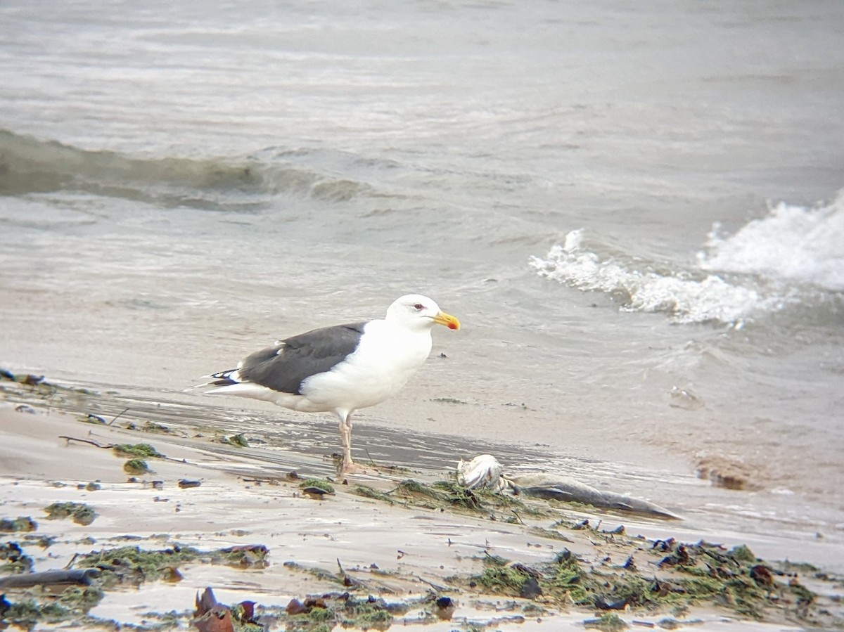 Great Black-backed Gull - ML524838531