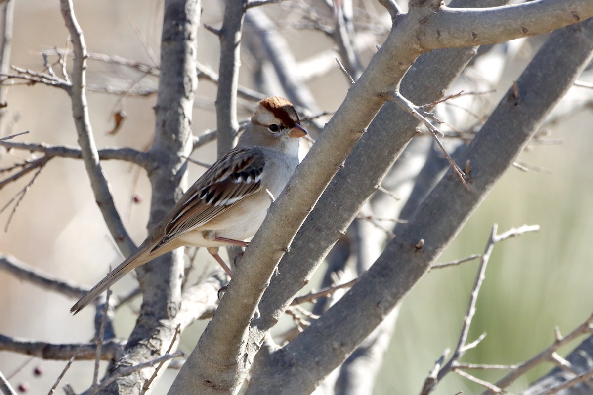 White-crowned Sparrow - ML524838541