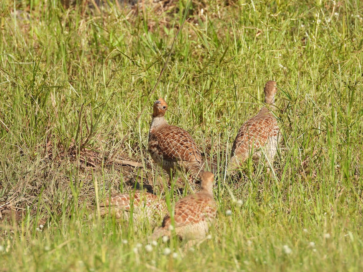 Gray Francolin - Gaurav Singh