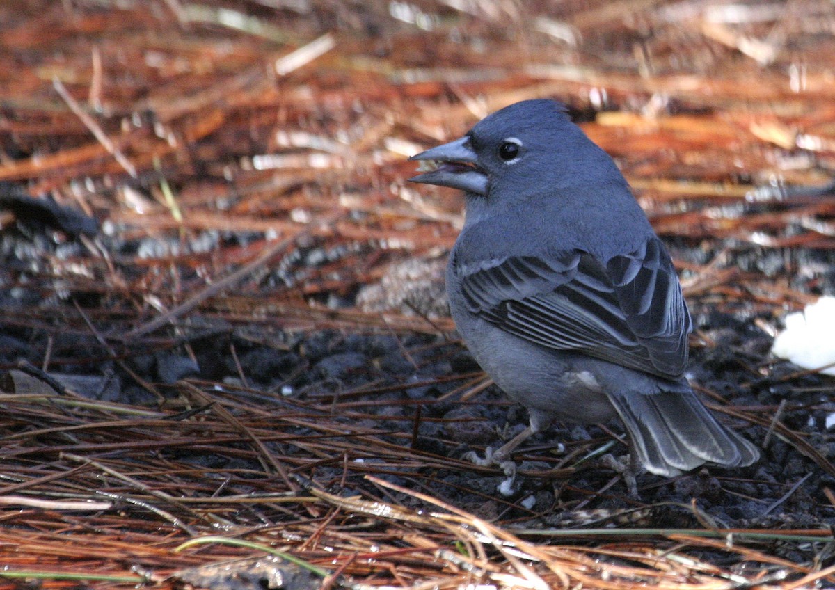 Tenerife Blue Chaffinch - ML524838651