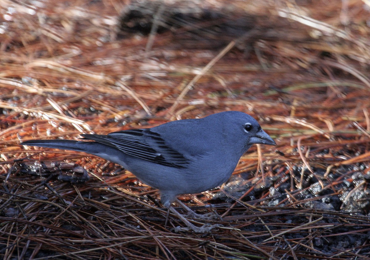 Tenerife Blue Chaffinch - ML524838661