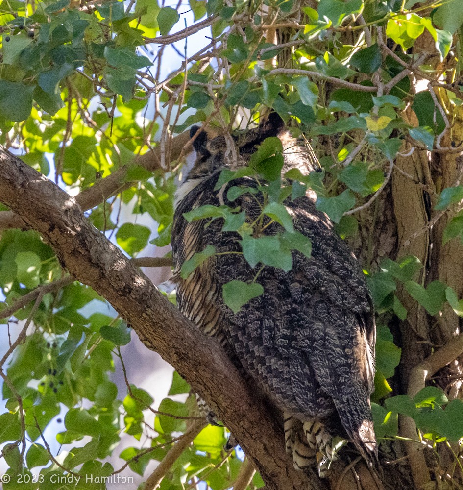 Great Horned Owl - ML524838701