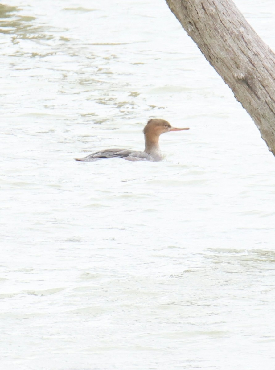 Red-breasted Merganser - Juan Aguayo