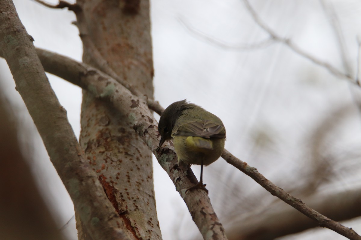 Orange-crowned Warbler - ML524841331
