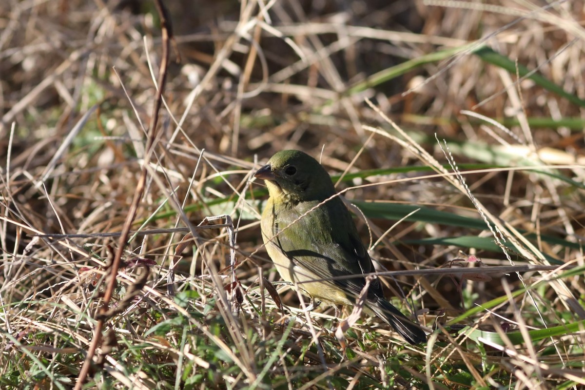 Painted Bunting - ML524841971