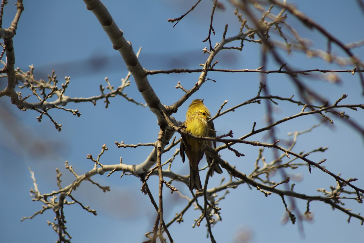 Bruant jaune - ML524842411