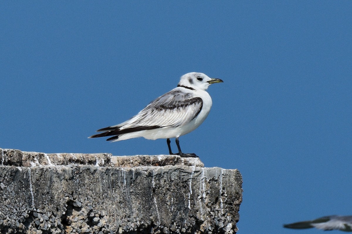 Mouette tridactyle - ML524842841