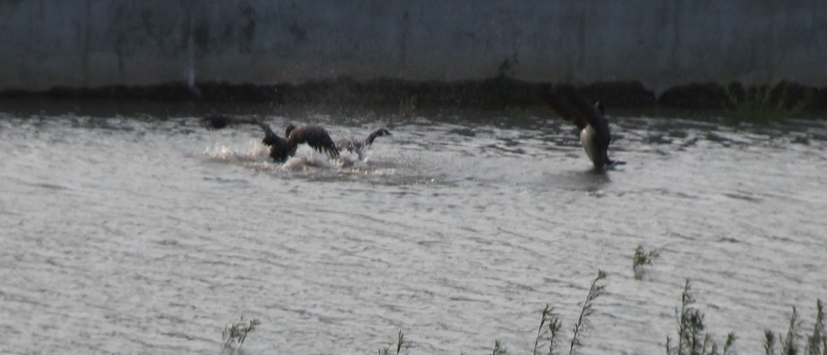 Canada Goose - ML52484351