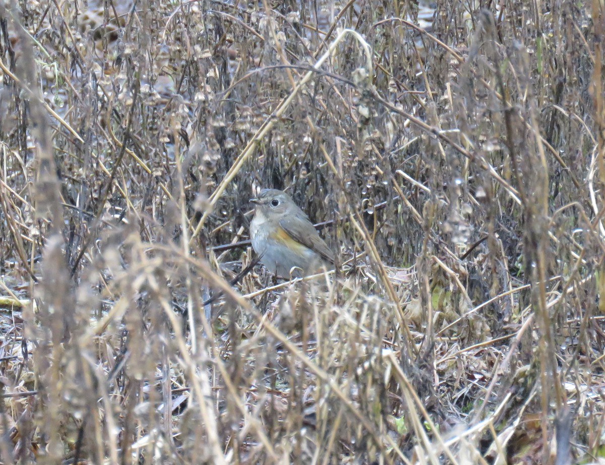 Red-flanked Bluetail - ML524844331