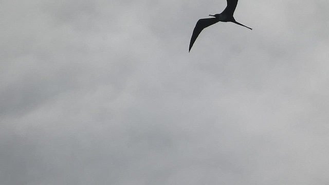 Magnificent Frigatebird - ML524844581