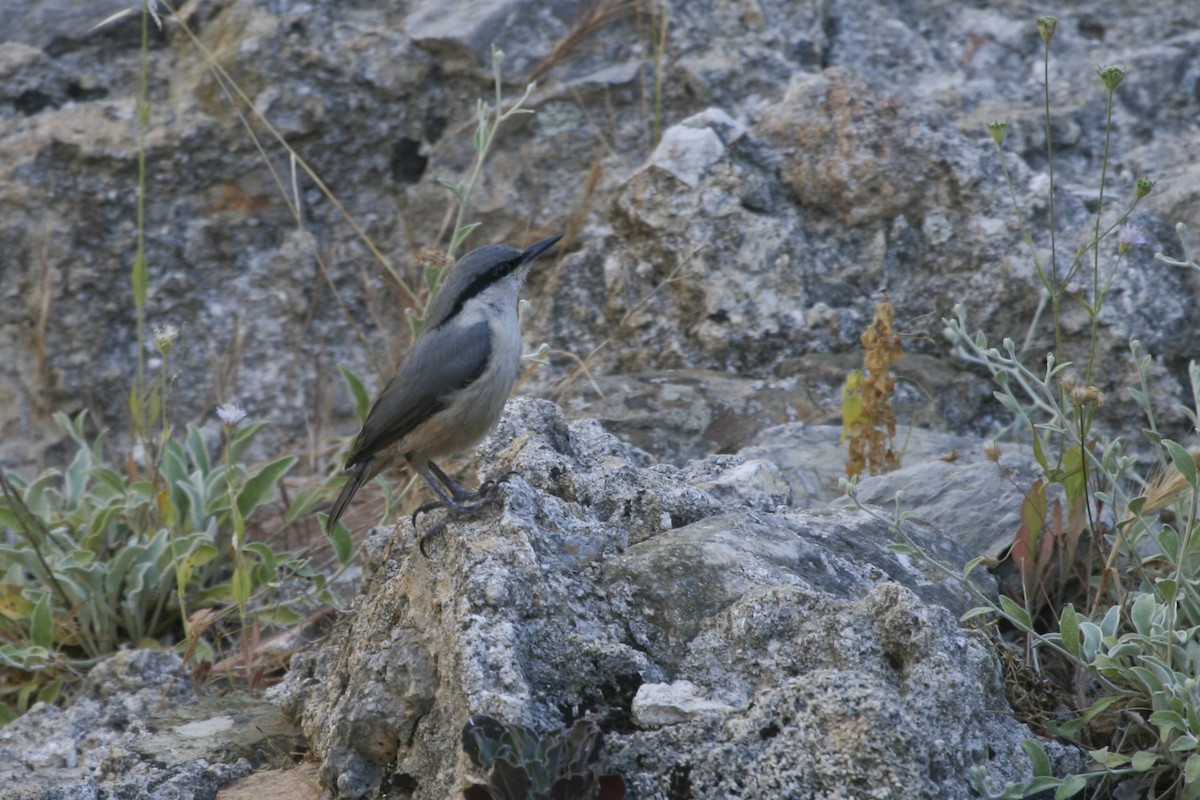 Western Rock Nuthatch - ML524844871