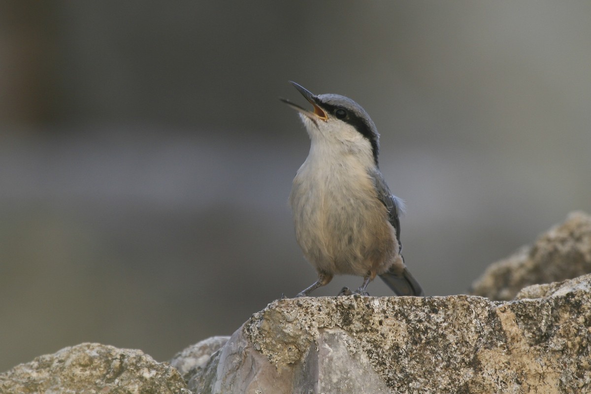 Western Rock Nuthatch - ML524844981