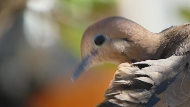 Zenaida Dove - ML524846131