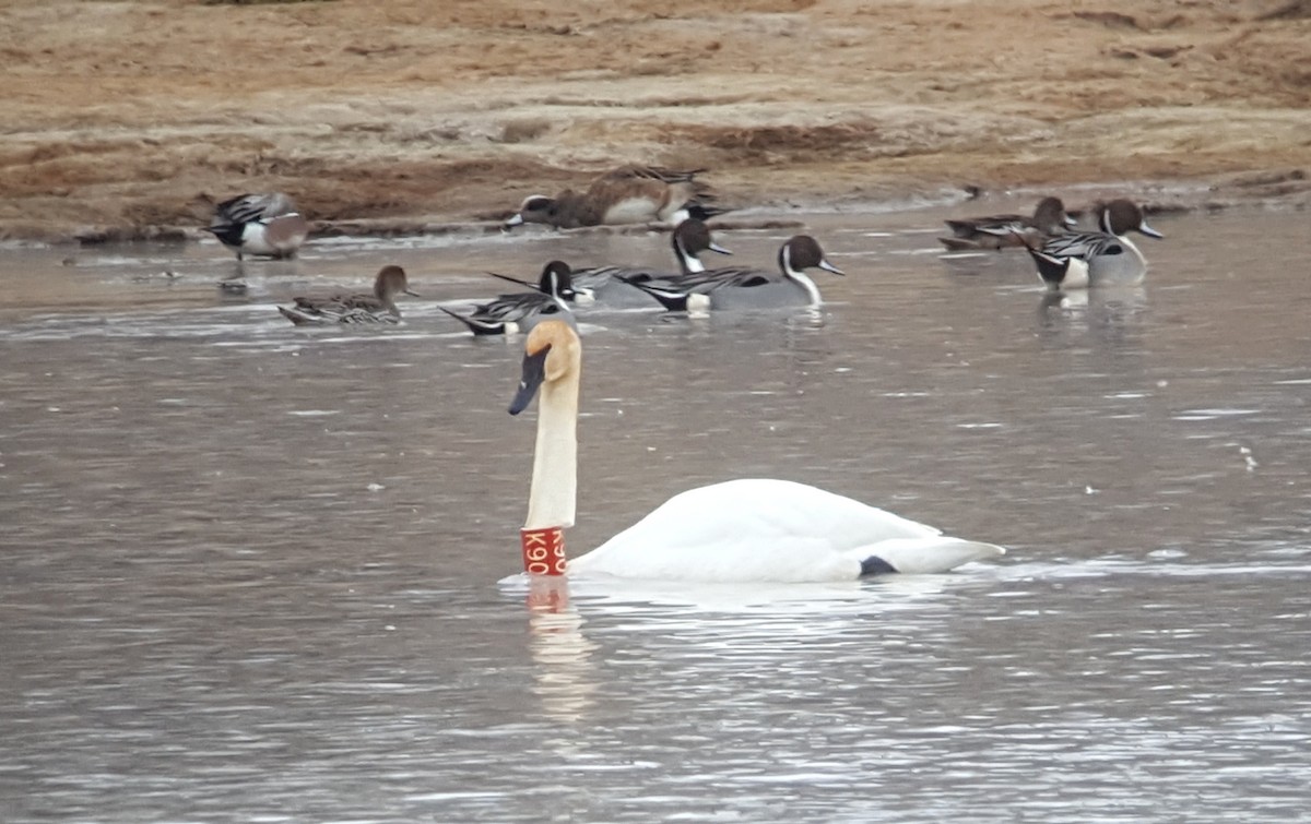 Trumpeter Swan - ML52484671