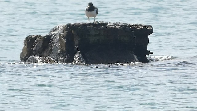 American Oystercatcher - ML524847181