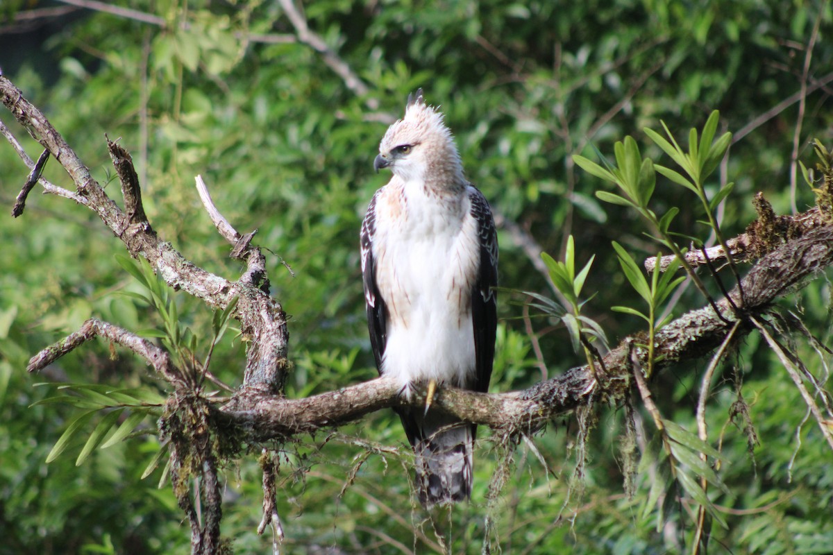 Black-and-chestnut Eagle - ML524847321