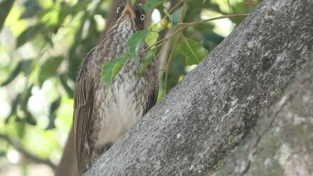 Pearly-eyed Thrasher - ML524847791