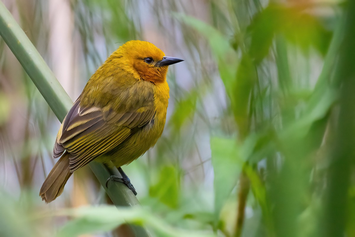 Slender-billed Weaver - ML524849231
