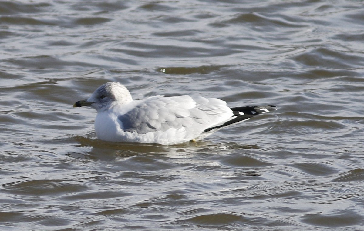 Ring-billed Gull - ML524849431