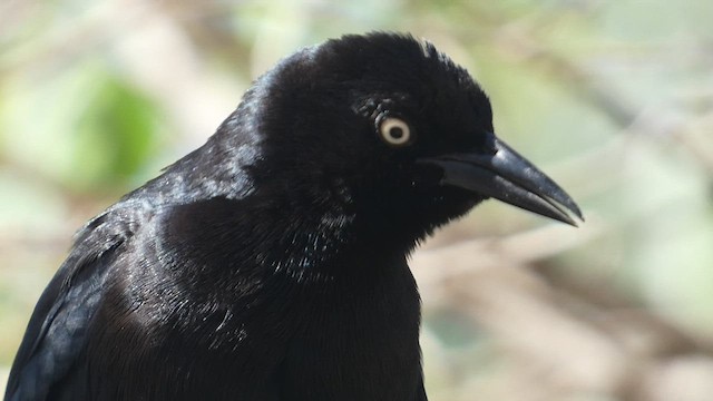 Greater Antillean Grackle - ML524849661