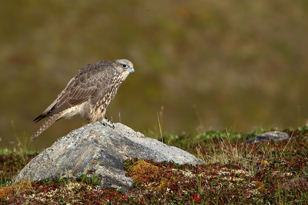 Gyrfalcon - ML524849741