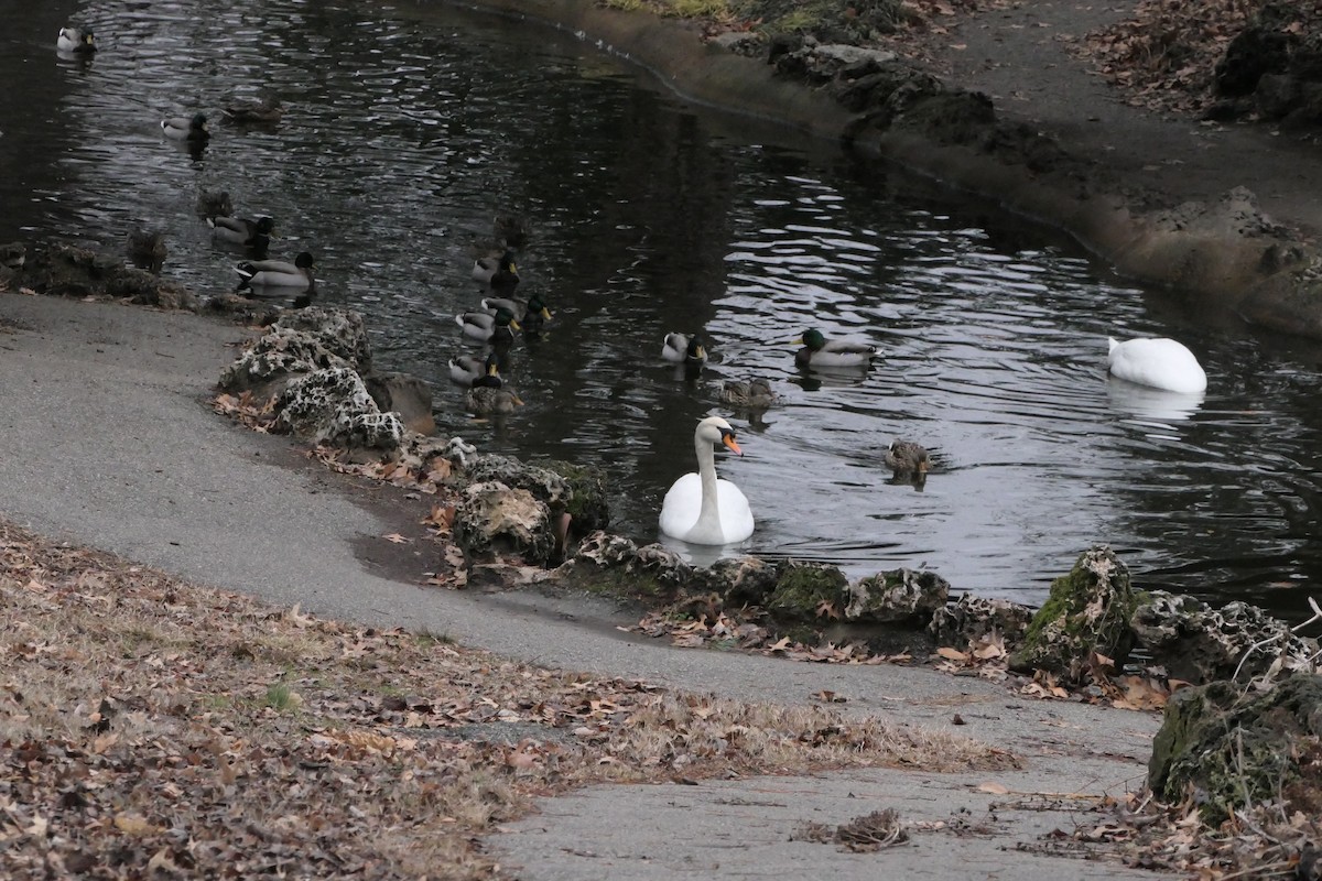 Mute Swan - ML524850131