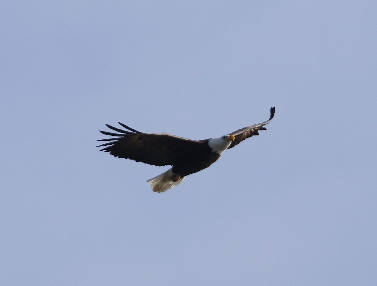 Bald Eagle - ML524851051