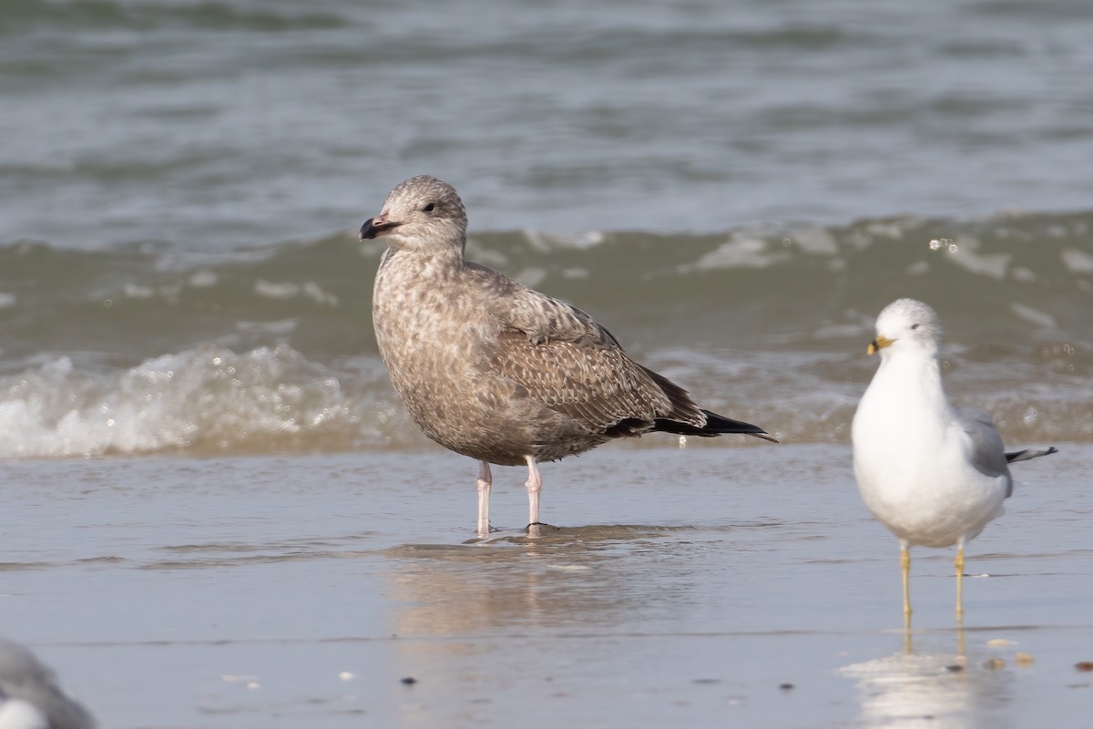 Gaviota Argéntea - ML524851271