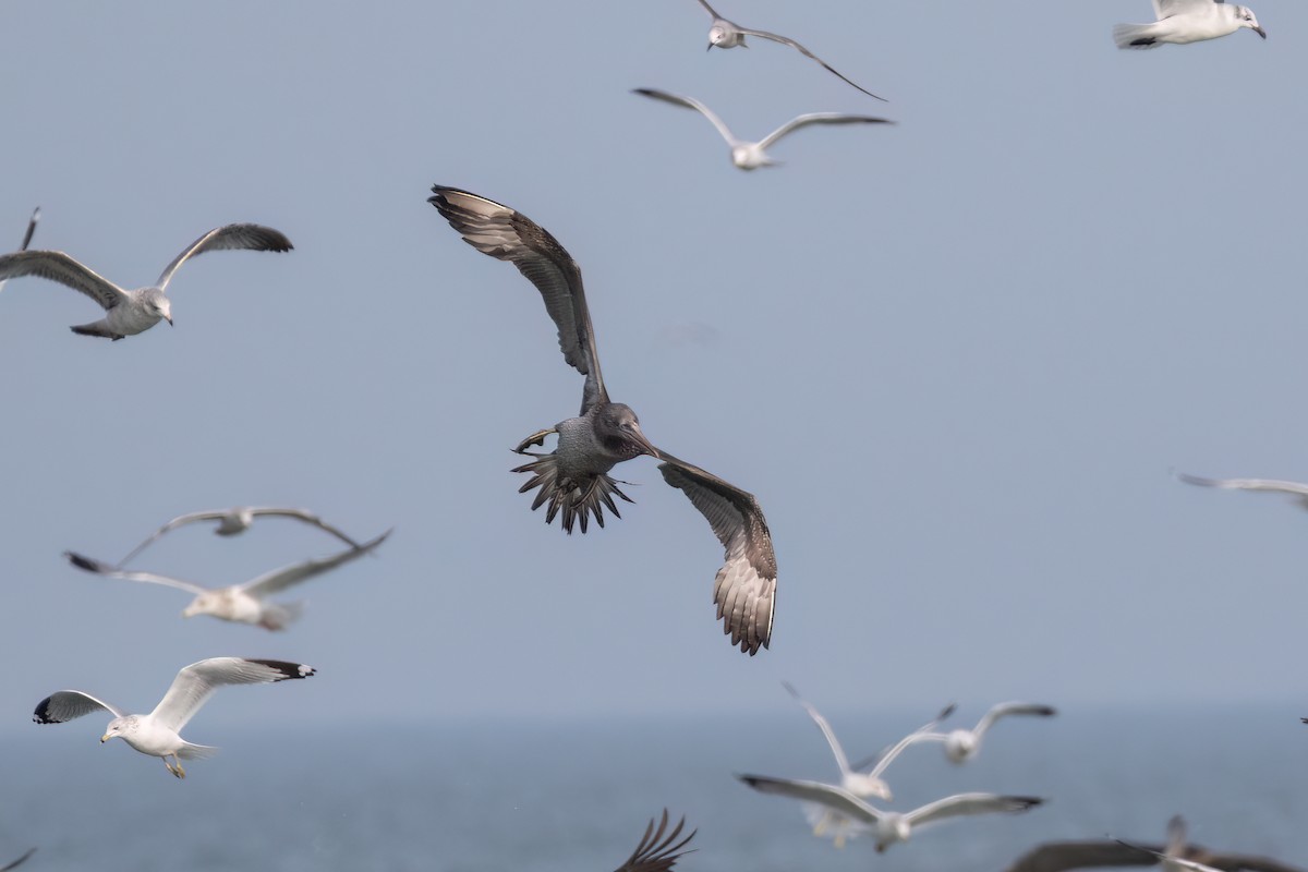 Northern Gannet - ML524852621