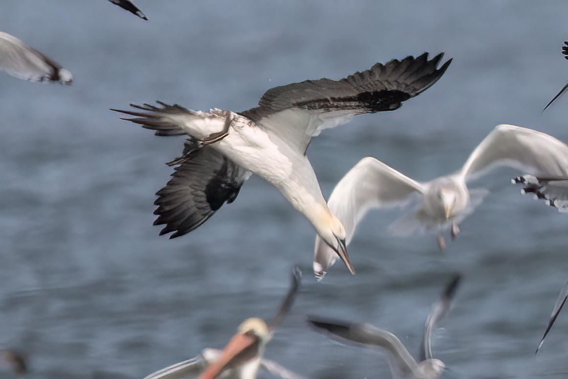 Northern Gannet - ML524852721