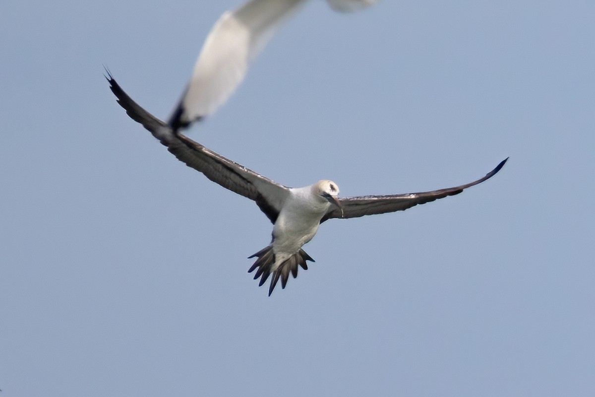 Northern Gannet - Tom Crockett