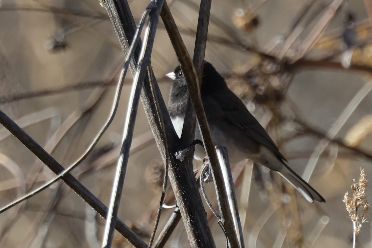 Dark-eyed Junco (cismontanus) - ML524852841