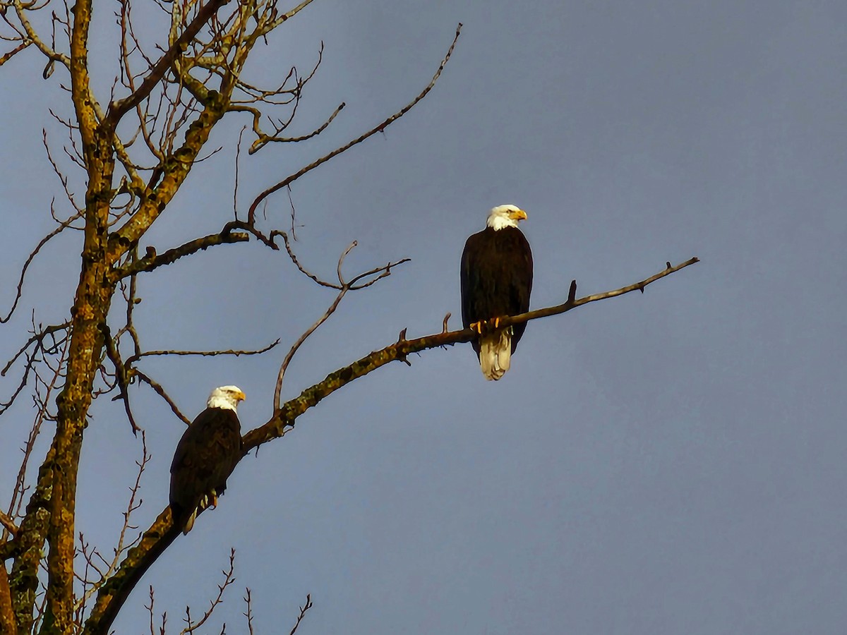 Bald Eagle - ML524853981