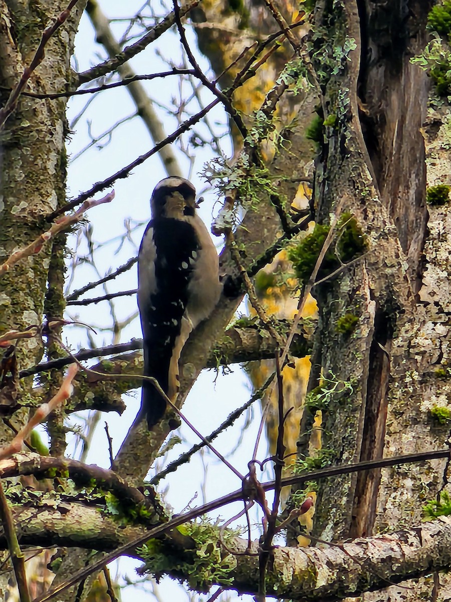 Downy Woodpecker - ML524854071