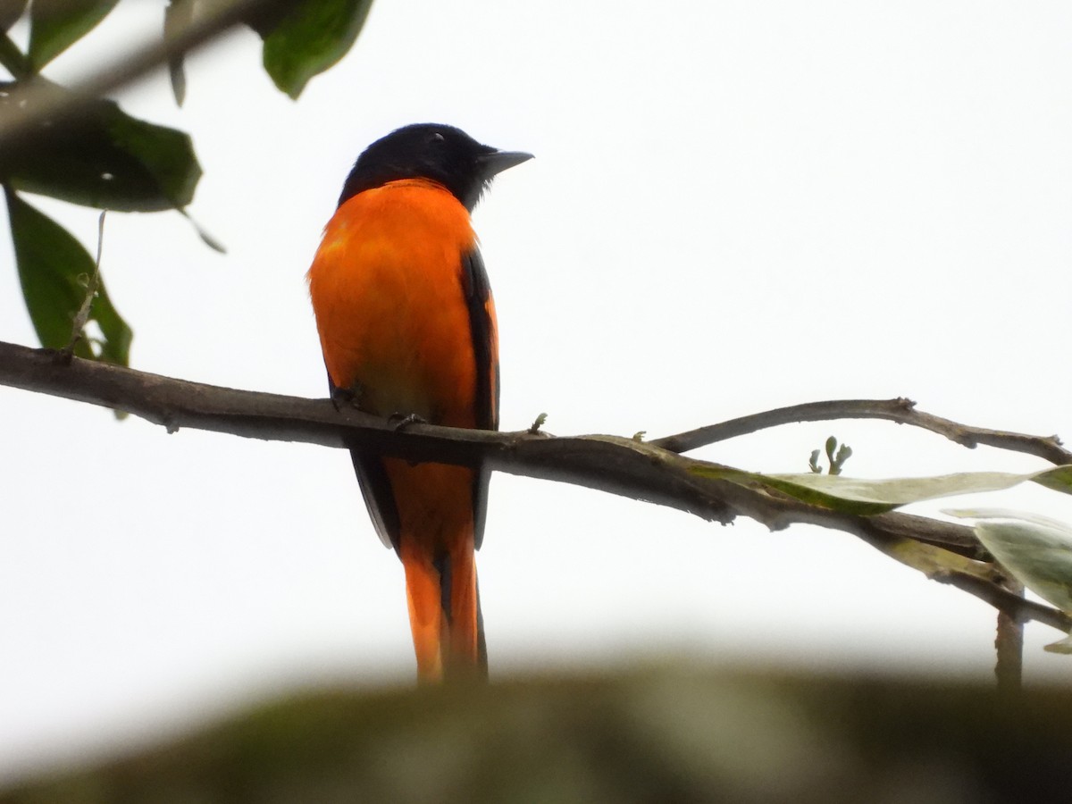 Orange Minivet - ML524854851